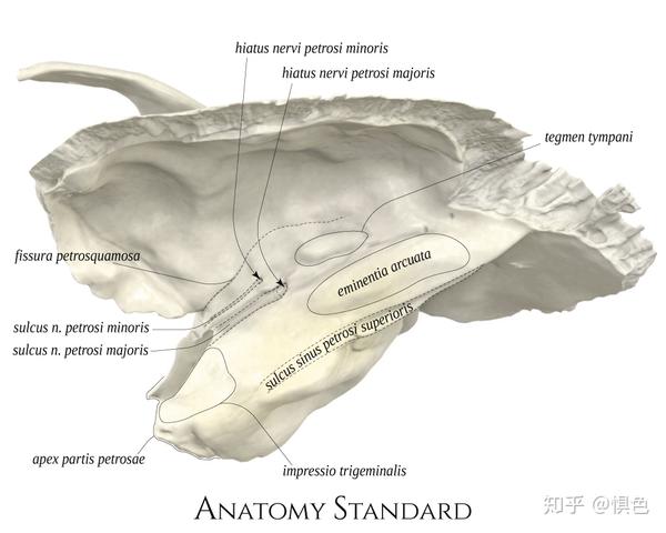 耳的应用解剖学之颞骨的解剖结构 - 知乎 Hiatus Canalis Nervi Petrosi Majoris
