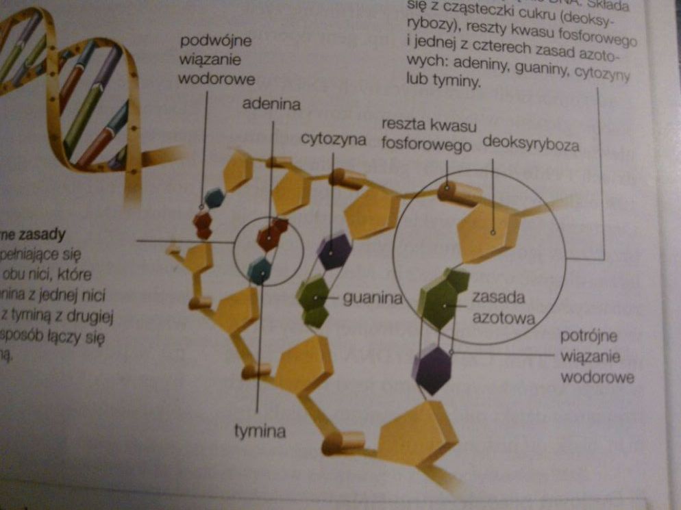 1. Wykonaj polecenia.a) Wskaż elementy budowy DNA i podpisz je Podpisz Elementy Nukleotydu Dna Wskazane Na Ilustracji