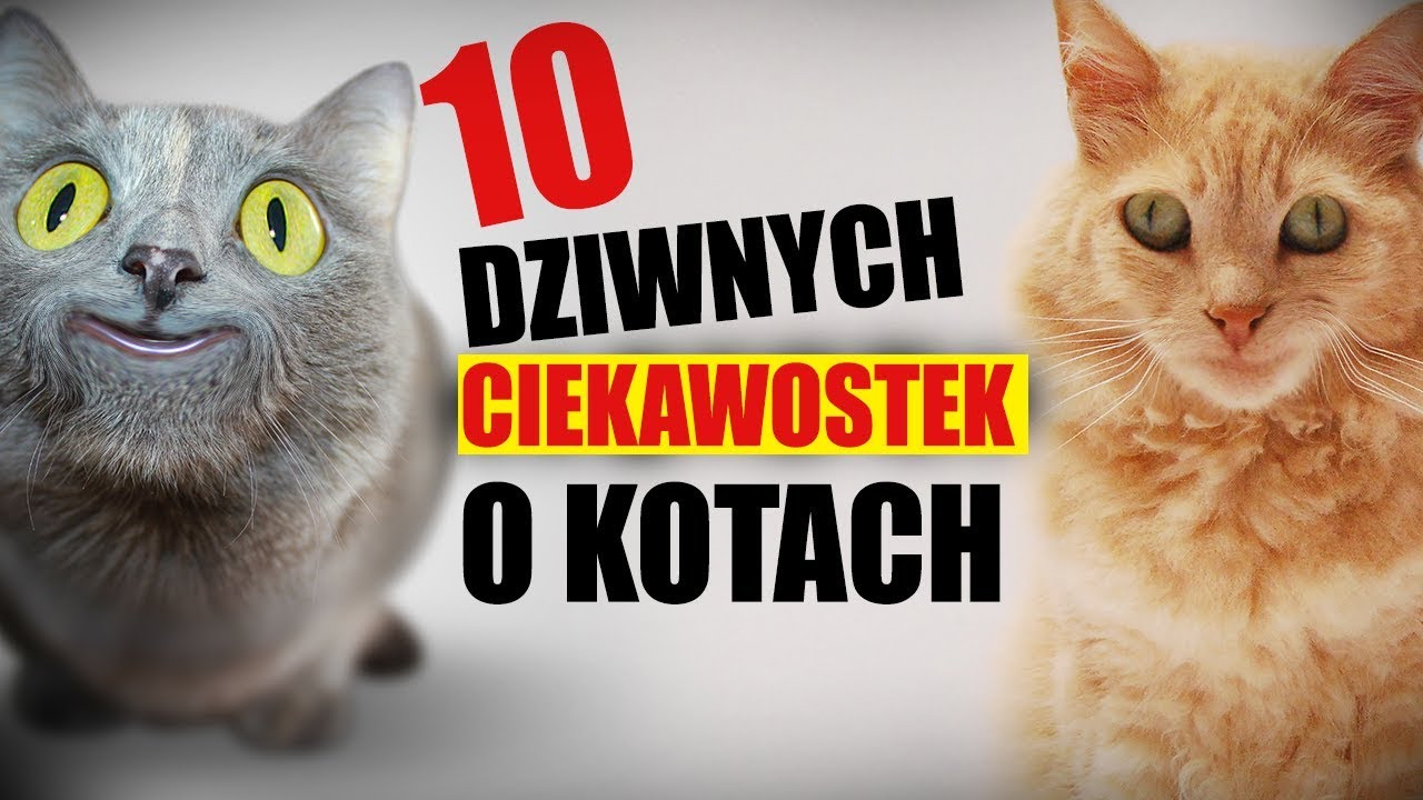 O Krakowskich Psach I Kleparskich Kotach Pdf