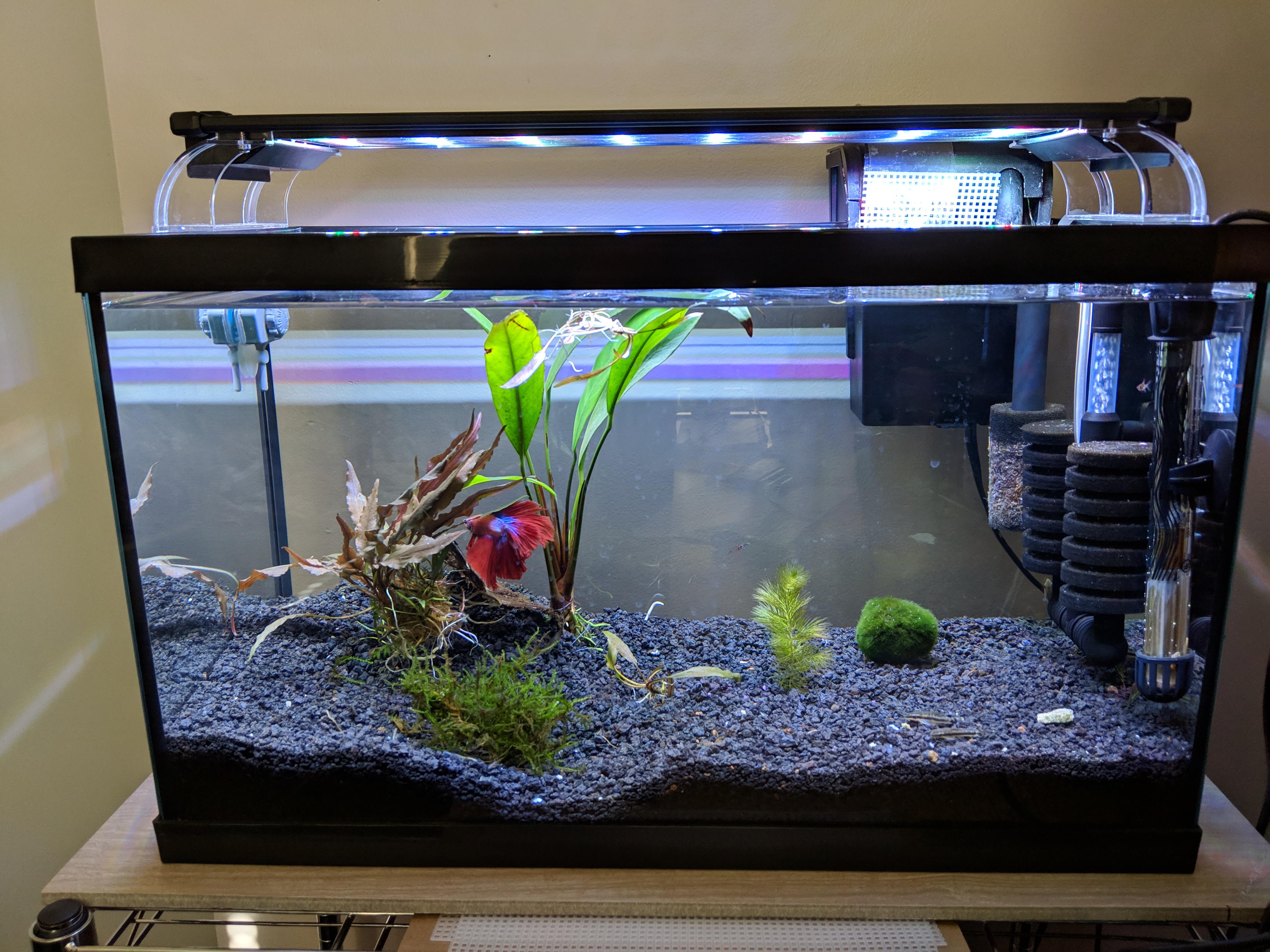 10 Gallon Betta Community Tank
