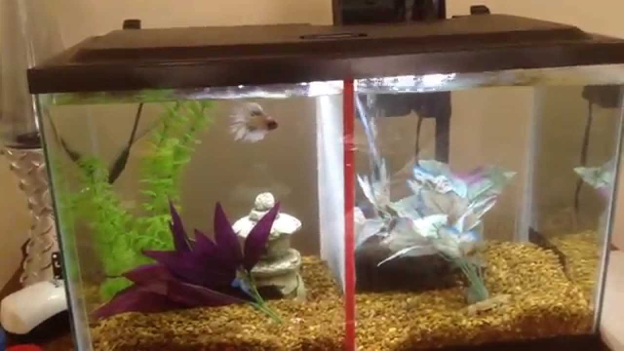 10 gallon betta fish tank - YouTube 10 Gallon Betta Community Tank