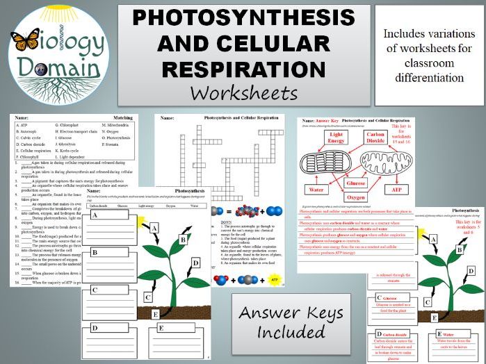 10++ Photosynthesis And Cellular Respiration Worksheet Answers Cellular Respiration Webquest Answer Key Pdf