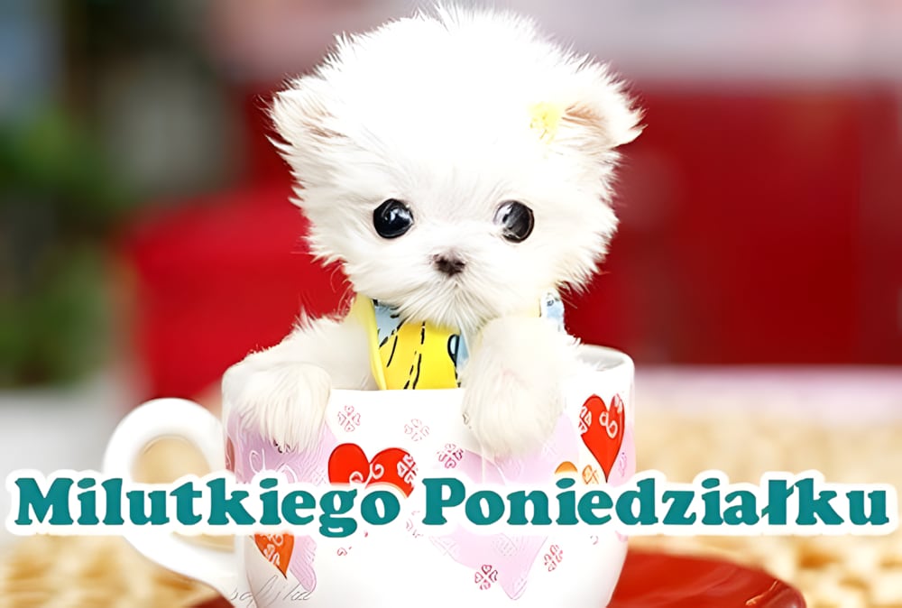 11 Poniedziałek Obrazki, zdjęcia na facebook - ObrazkiOnline Milego Poniedzialku Dzien Dobry W Poniedzialek?_sm_nck=1