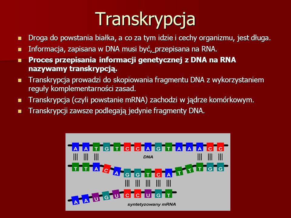 1.22. Odczytywanie informacji genetycznej – przepis na białko - ppt Co To Jest Transkrypcja Biologia