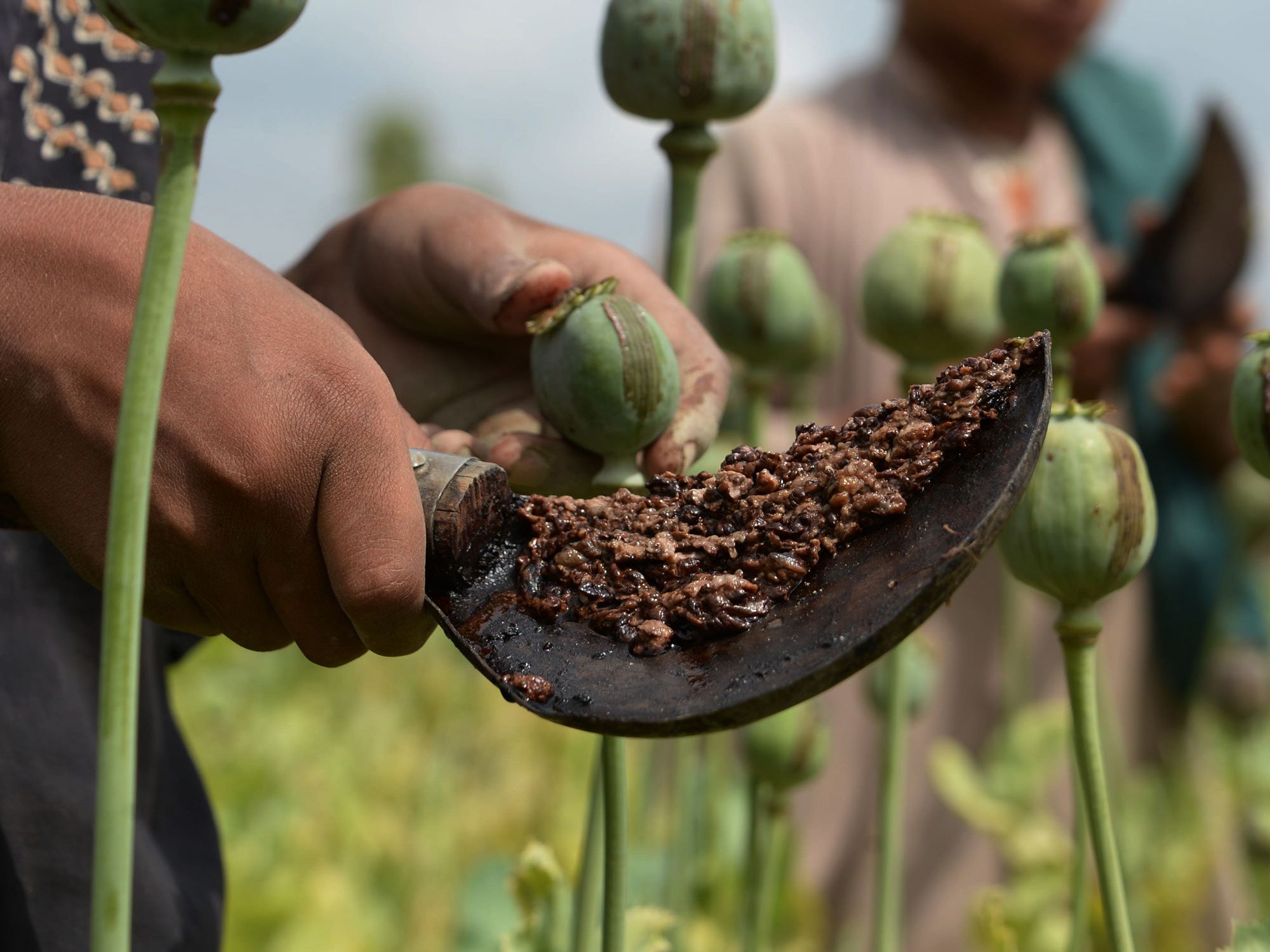18 Facts About Opium - Facts.net Sprawdzian Z Lektury Opium W Rosole 1 Gimnazjum Odpowiedzi