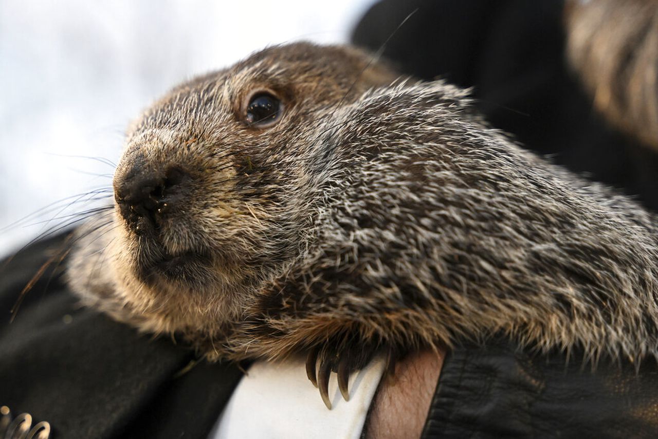 2024 Groundhog Day Results Live Video - Lexie Opalina Kiedy Jest Dzień Chłopaka 2018