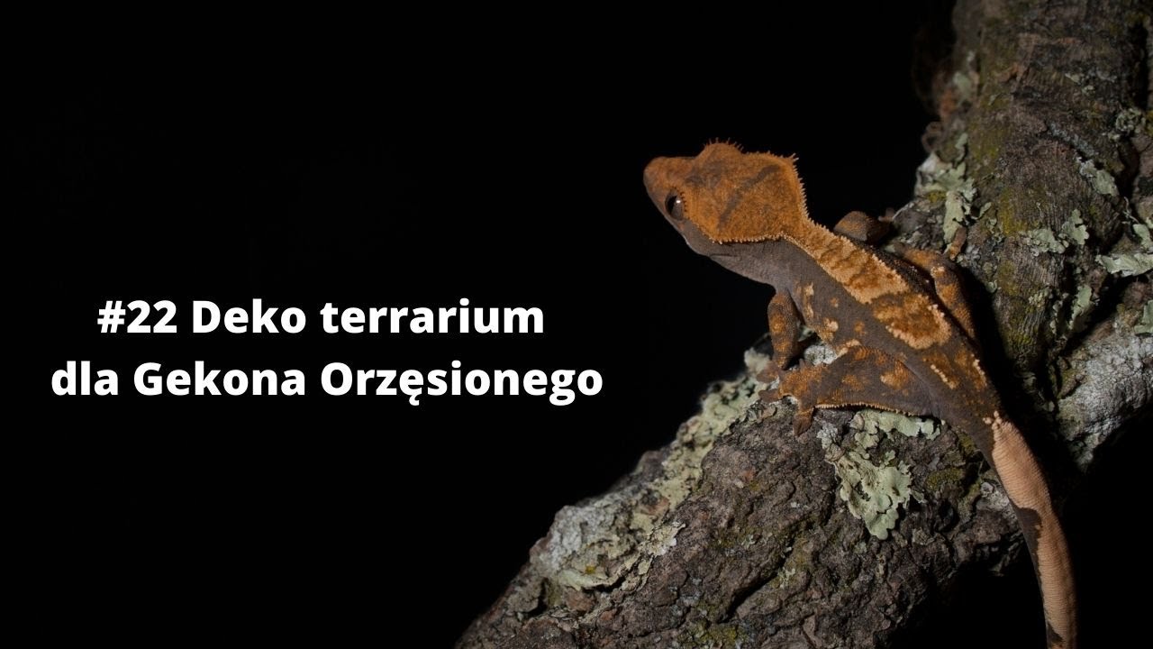 Jak Zrobic Terrarium Dla Gekona Orzesionego