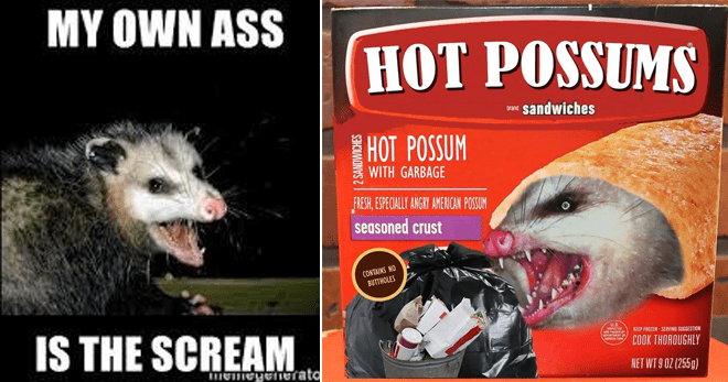 22 Possum Memes That'll Make You Scream At Own Ass - Memebase - Funny Memes Opossum Scream At Own Ass