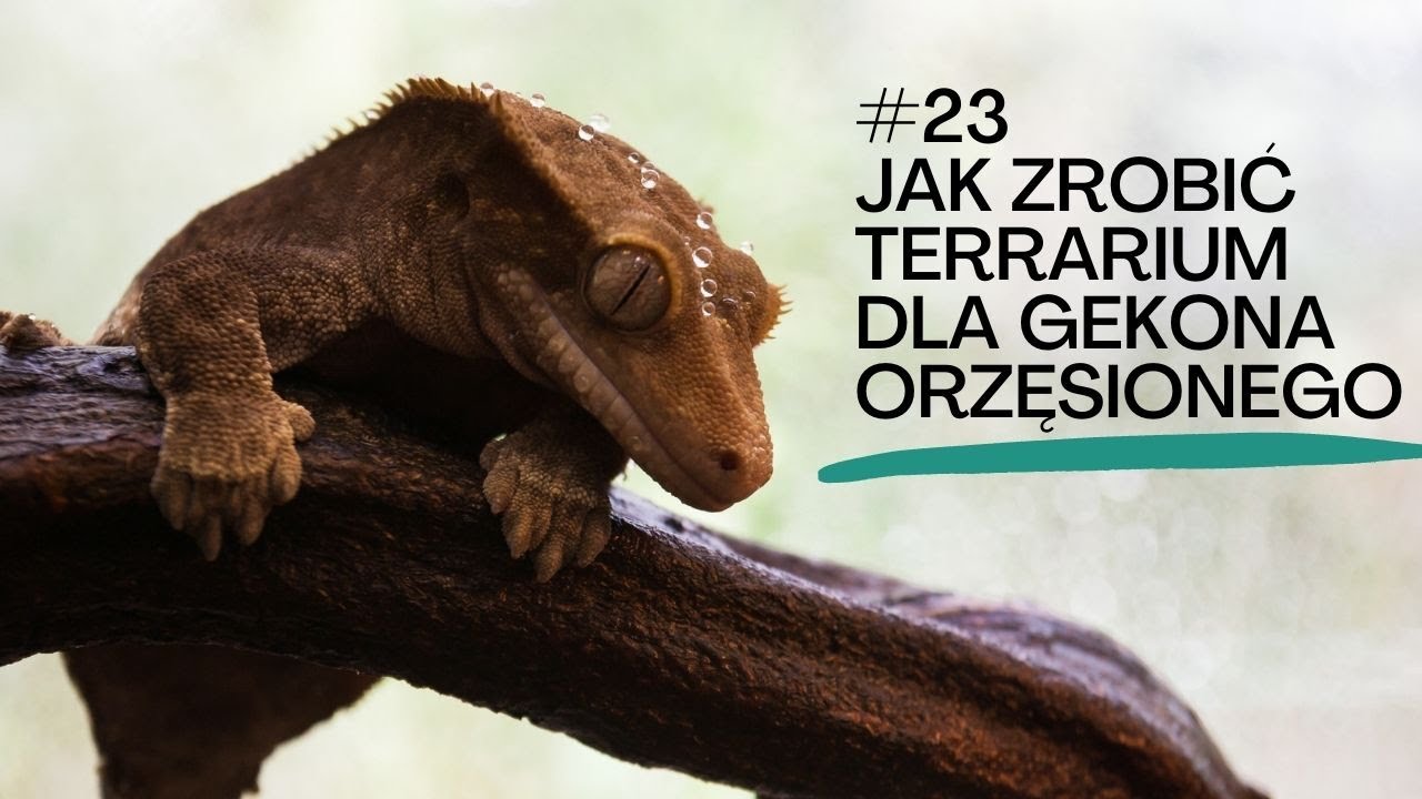 #23 Jak zrobić terrarium dla gekona orzęsionego od początku? - YouTube Jak Zrobic Terrarium Dla Gekona Orzesionego