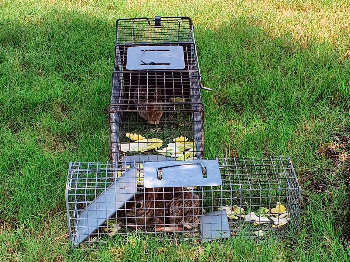 3 Best Rabbit Traps (*2024 Review*): Humane or Lethal Rabbit Removal? How To Trap Rabbits In Garden