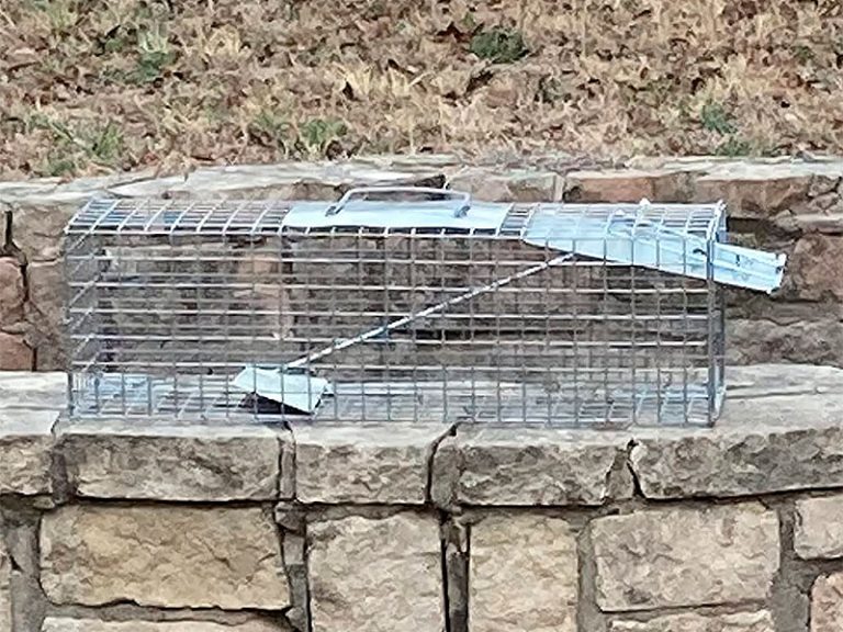3 Best Rabbit Traps (*2024 Review*): Humane or Lethal Rabbit Removal? How To Trap Rabbits In Garden