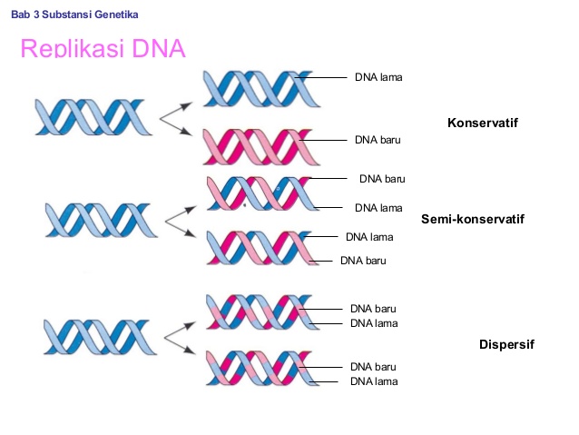 3 Model Replikasi DNA - The Power of Biology Uzasadnij Konieczność Replikacji Dna Przed Podziałem Komórki