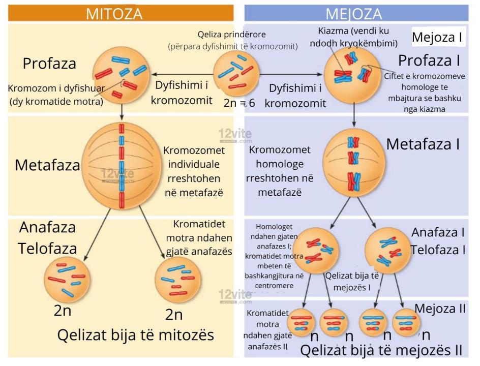 Kartkwka Mitoza I Mejoza Klasa 8