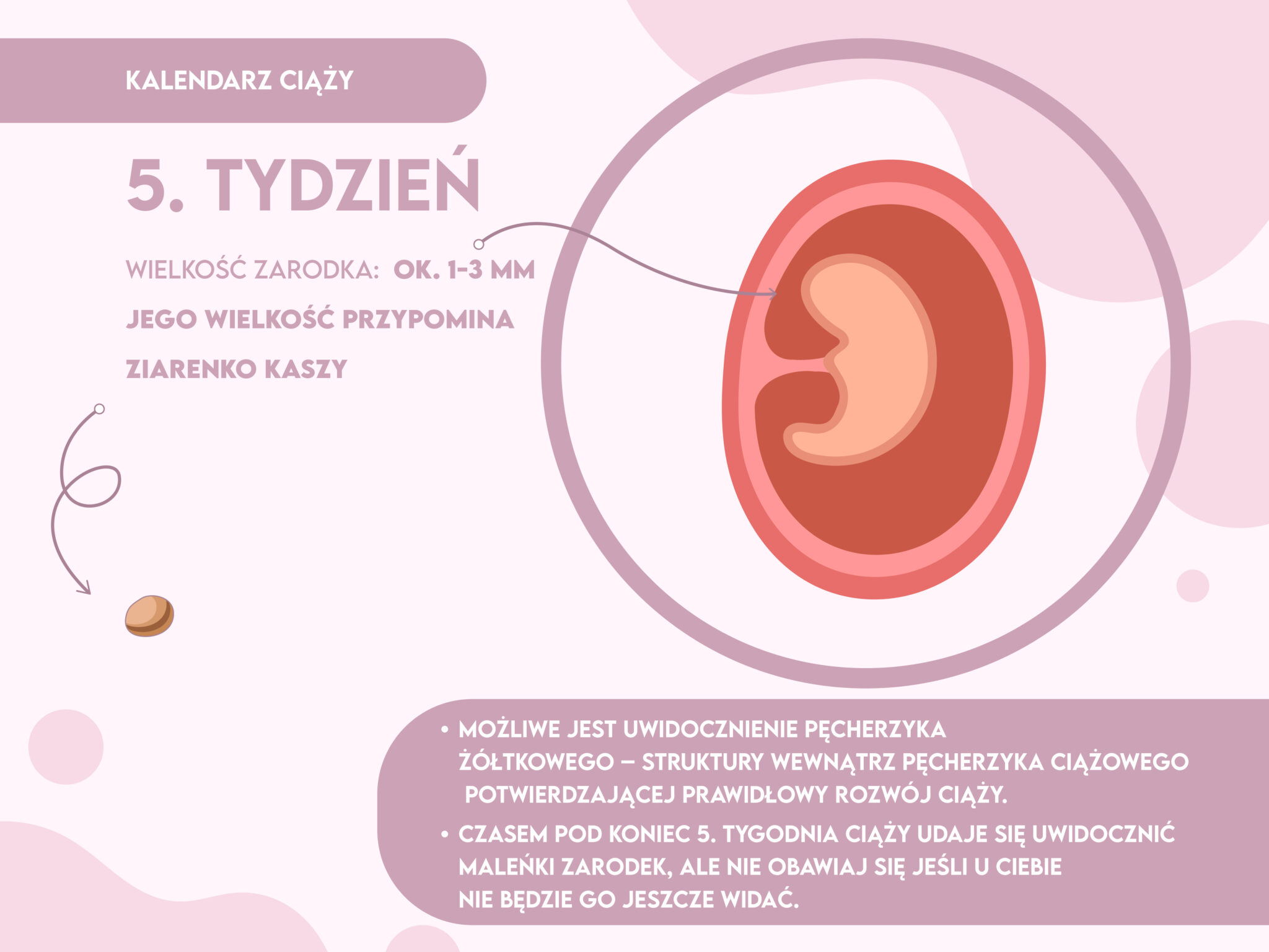 Od Kiedy Zarodek Jest Połączony Z Matką