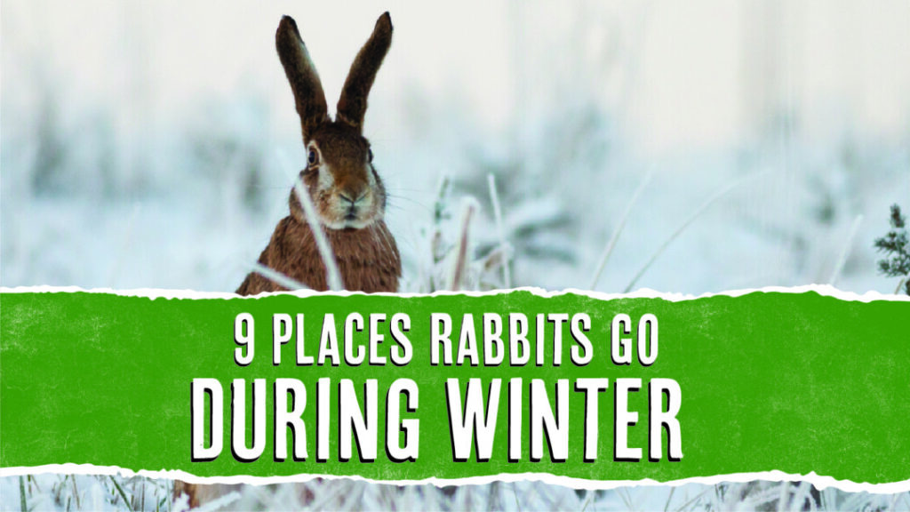7 Easy Ways to Naturally Get Rid of Rabbits - Pest Pointers How To Trap Rabbits In Winter