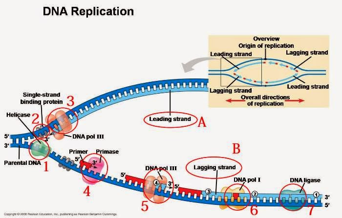 7 Tahapan Replikasi DNA Secara Rinci - Biologi Edukasi: Belajar Sains Uzasadnij Konieczność Replikacji Dna Przed Podziałem Komórki