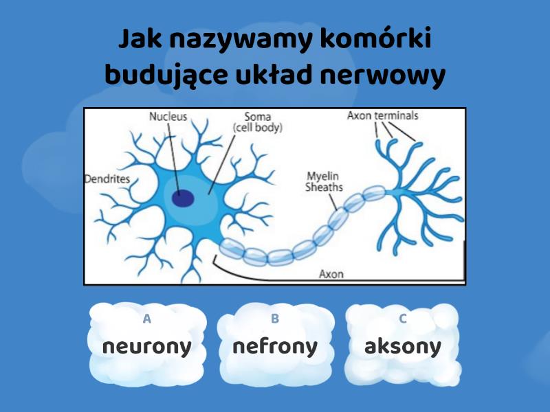 7a Regulacja nerwowo-hormonalna - Test Regulacja Nerwowo Hormonalna Test Klasa 7