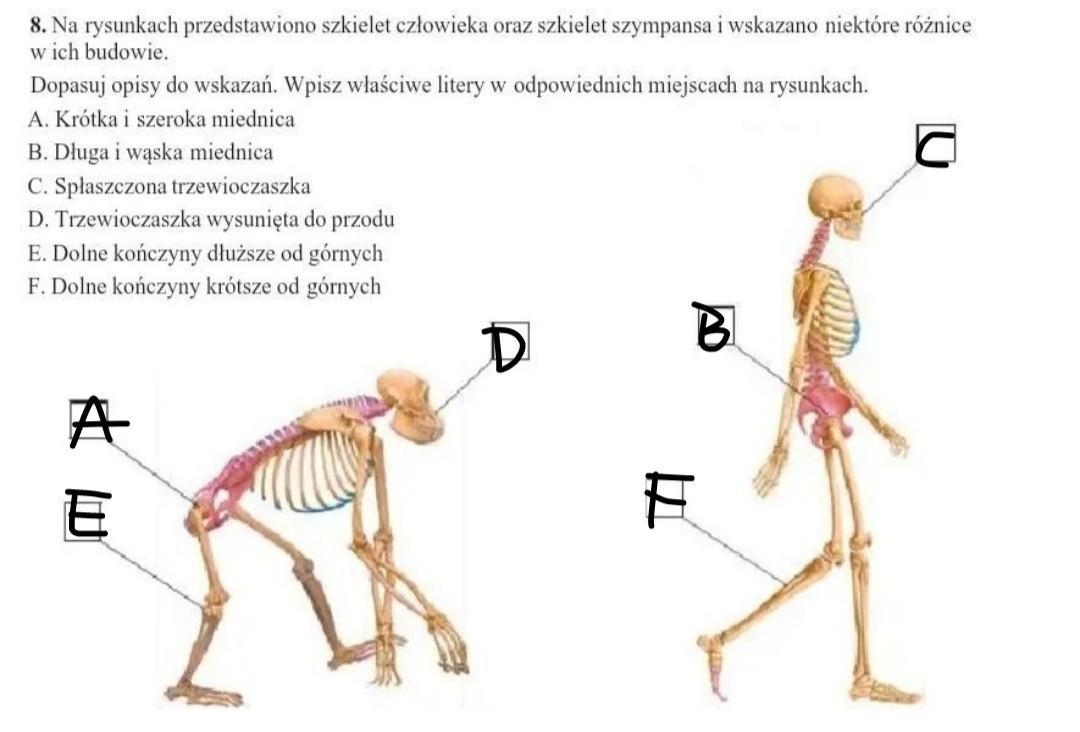Na Rysunku Przedstawiono Jedną Z Kości Budujących Szkielet Człowieka