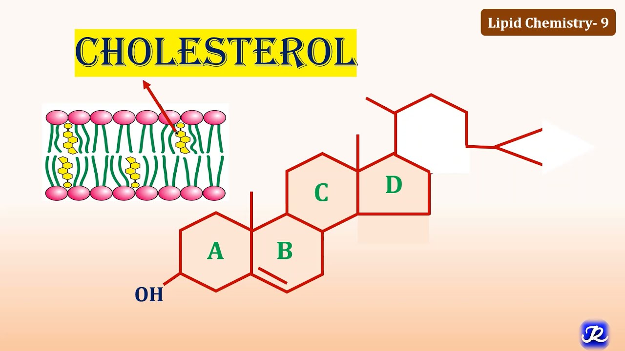 Czy Cholesterol Należy Do Lipidów Izoprenowych