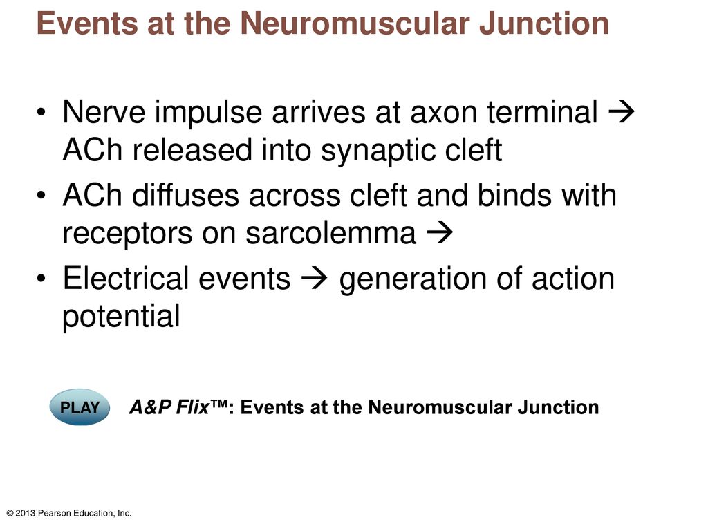 9 Muscles and Muscle Tissue: Part A. - ppt download Focus Figure 9 8 Events At The Neuromuscular Junction
