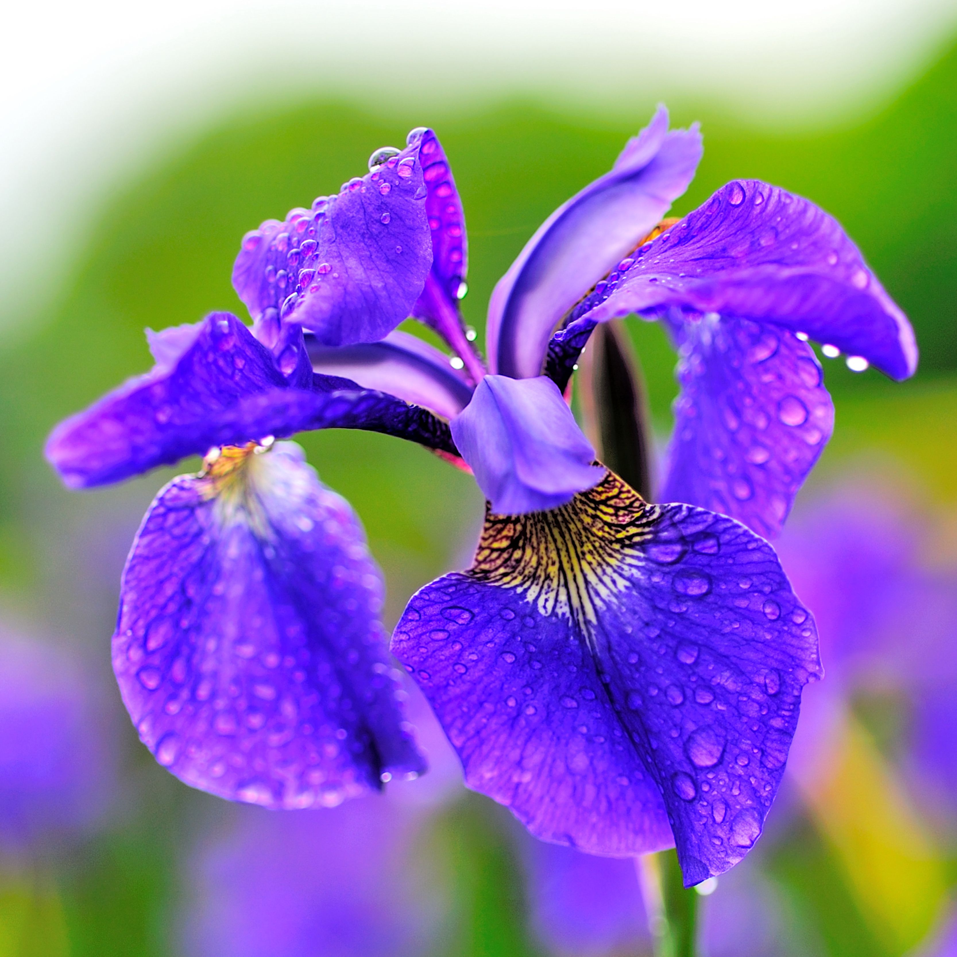 9 Top Types of Iris for the Flower Garden Iris Ośrodek Naturalne Metody Ochrony Zdrowia Czarnecki K