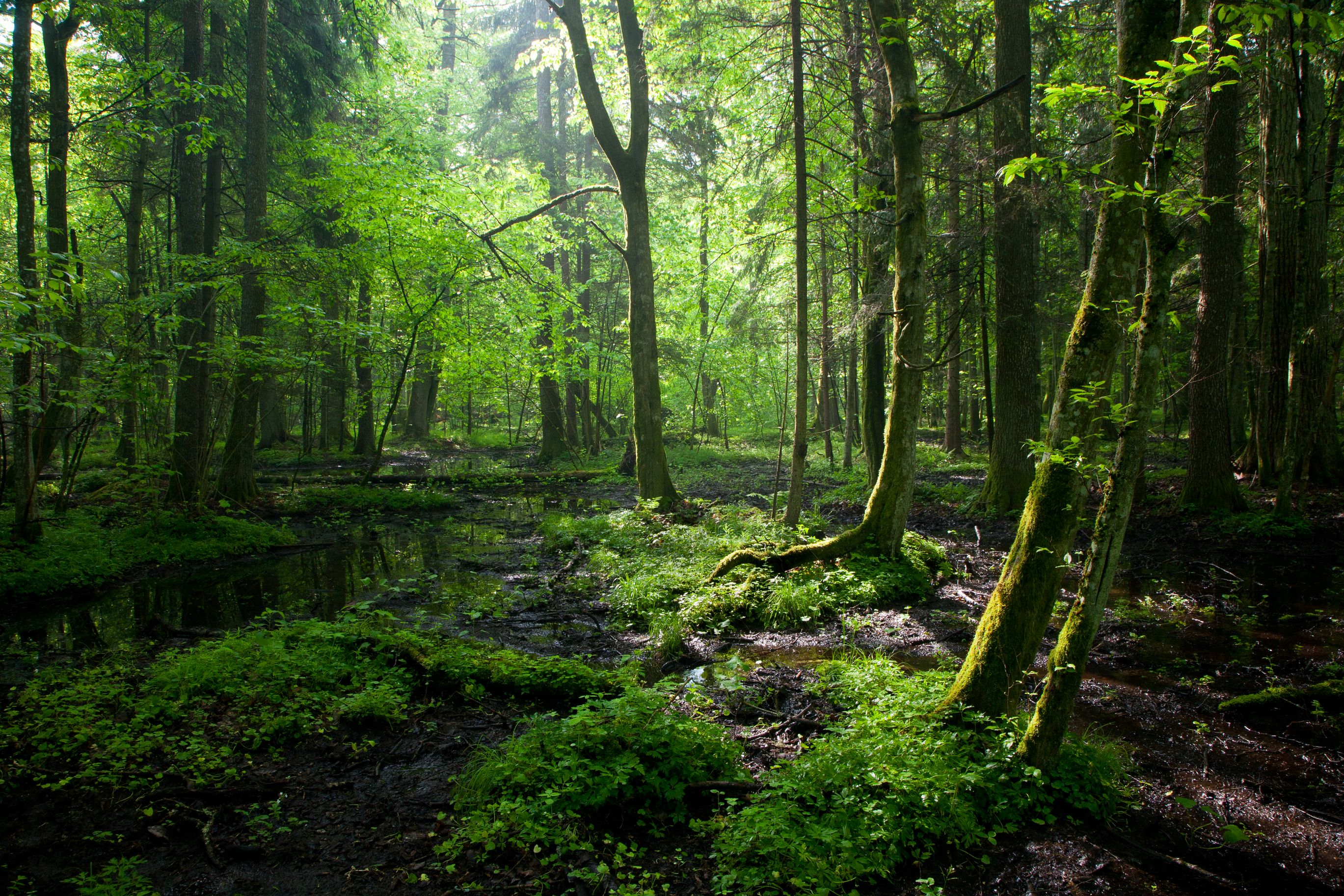 a forest filled with lots of green trees and plants next to water in Informacje Na Temat Puszczy Białowieskiej