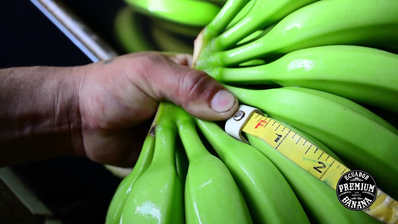A guide in how to measure a green banana - YouTube Za 0 45 Kg Bananw Zaplacono 2 10