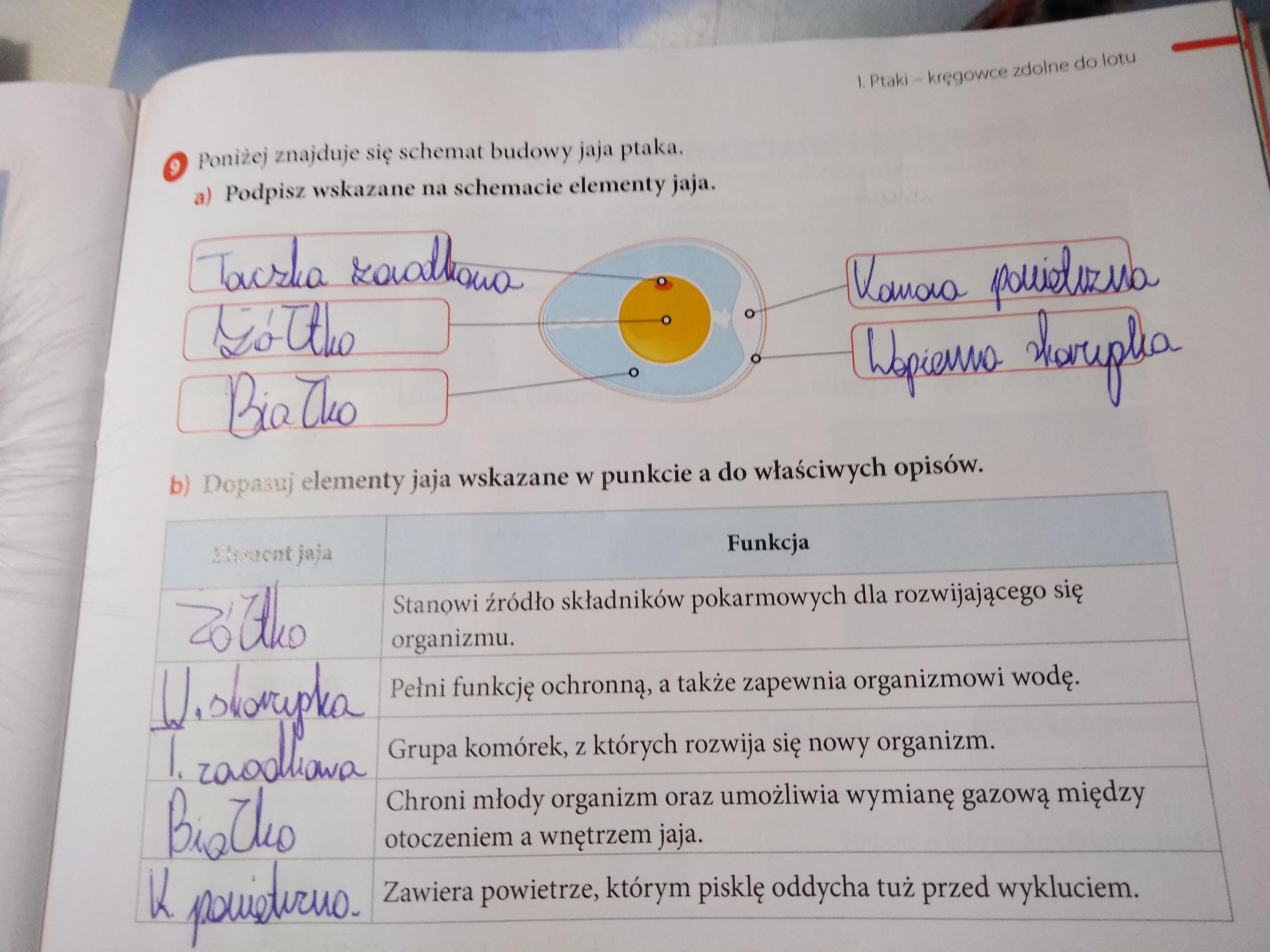 a) Podpisz wskazane na schemacie elementy jaja.b) Dopasuj elementy jaja Narysuj Pioro Okresl Jakiego Jest Rodzaju I Podpisz Jego Elementy