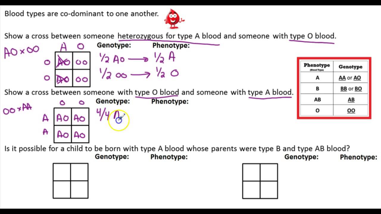 Blood Type Punnett Square Worksheet Answer Key