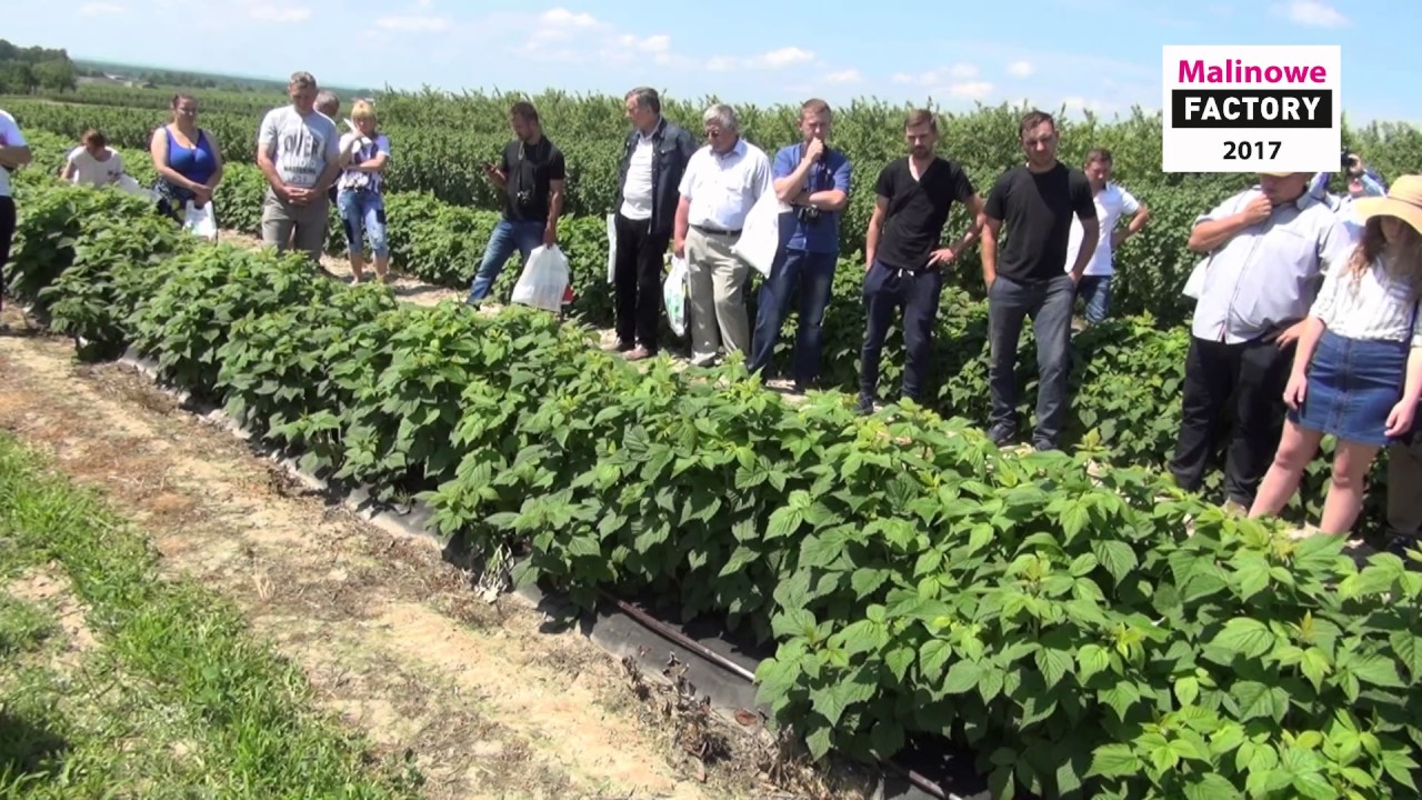 Dobra Praktyka Rolnicza W Polowej Produkcji Roślinnej