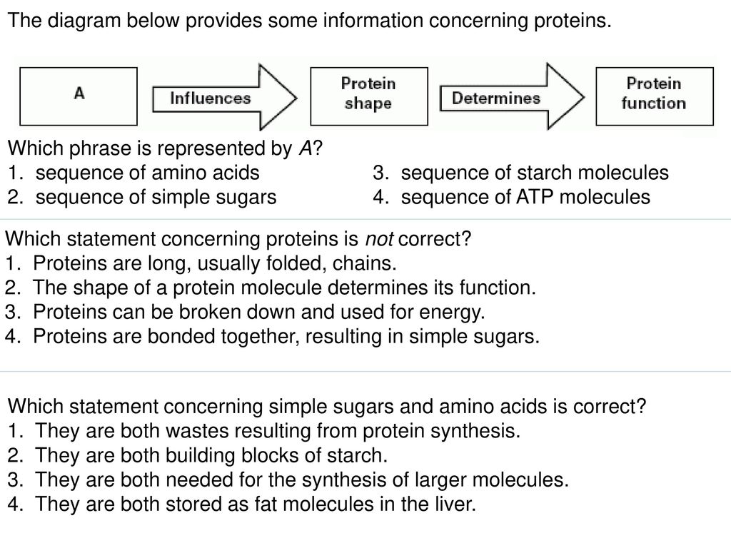 AIM: How are Proteins important to our Body? - ppt download Which Statement Concerning Simple Sugars And Amino Acids Is Correct