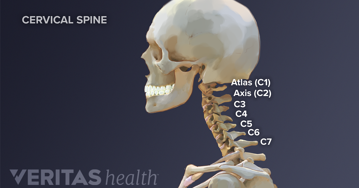 All About the C2-C5 Spinal Motion Segments Które Urządzenie Należy Zastosować Do Podziału Domeny Rozgłoszeniowej