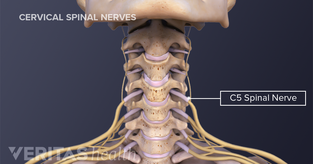 All About The C5 C6 Spinal Segment | Images and Photos finder Pada śnieg Pada śnieg Dzwonią Dzwonki Sań A Mikołaj Tekst