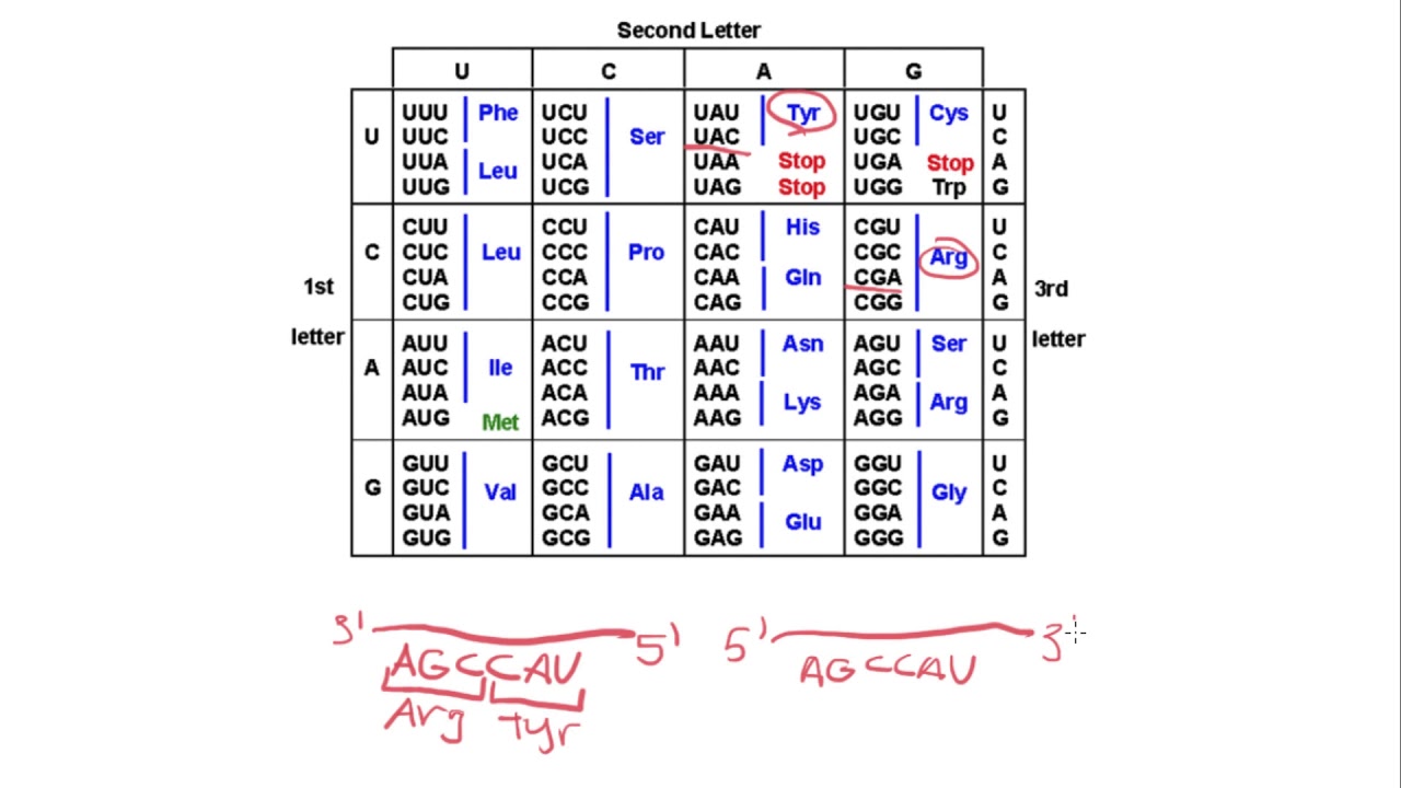 Amoeba Sisters How To Read A Codon Chart Answer Key Codon Ch Amoeba Sisters Codon Chart Answer Key