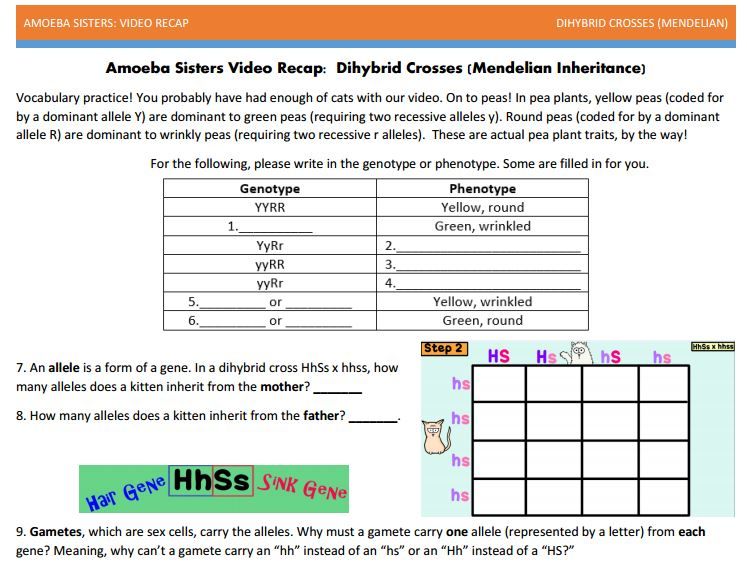 Amoeba Sisters Mitosis Worksheet Answer Key – Thekidsworksheet Amoeba Sisters Monohybrid Crosses Worksheet Answer Key