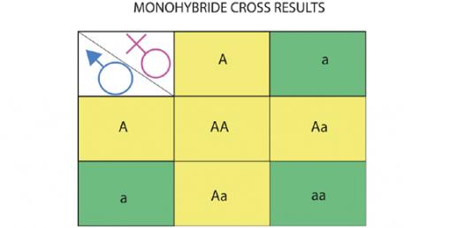 Amoeba Sisters Monohybrid Crosses Worksheet Answer Key