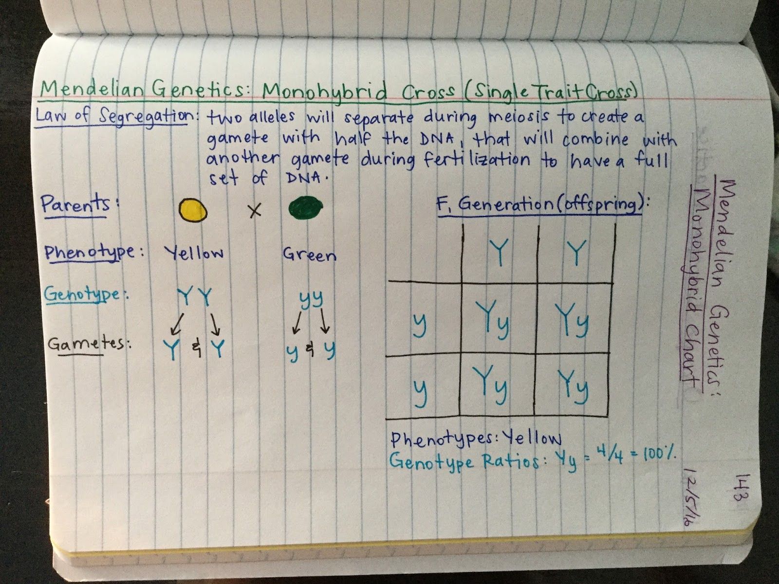 Amoeba Sisters Monohybrid Worksheet Answers / Amoeba Sisters Monohybrid Amoeba Sisters Monohybrid Crosses Worksheet Answer Key