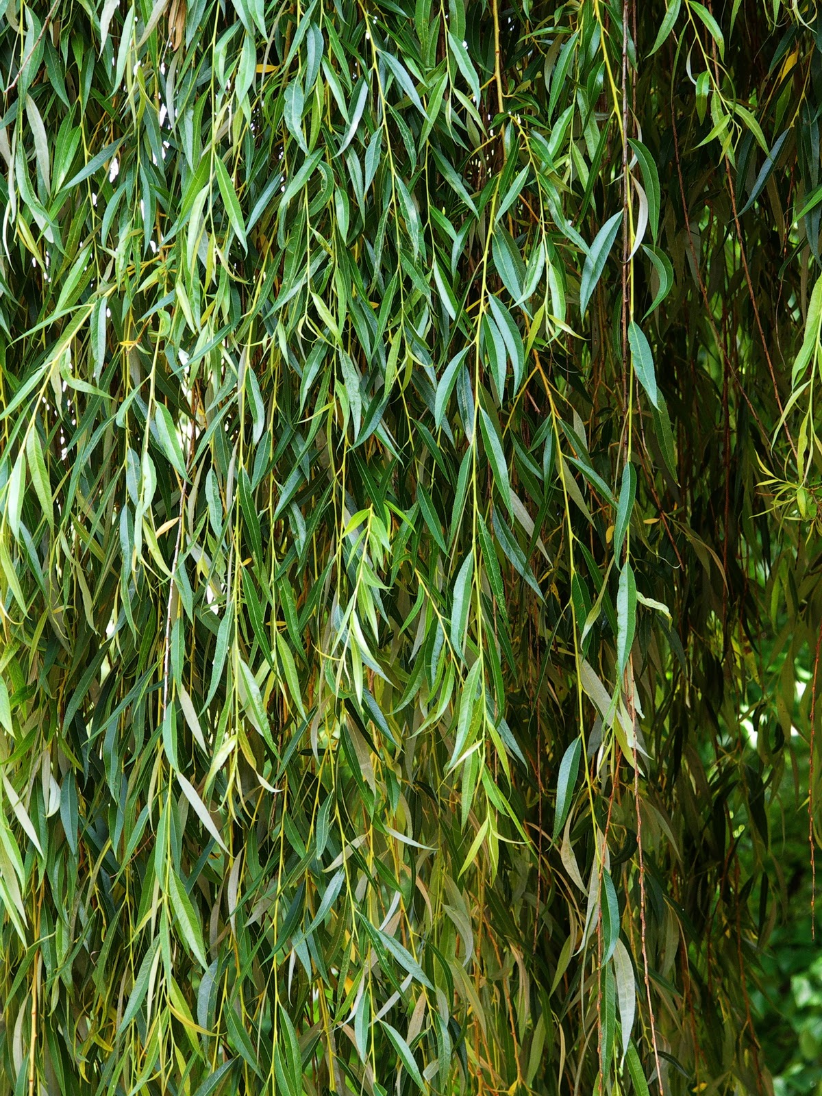 AmyluvsTrees: Foliage Friday - Willow Trees Willow Project O Co Chodzi