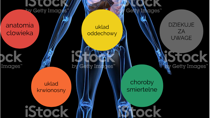 anatomia czlowieka by Mario JK on Prezi Podaj Jedna Przyczyne Pionizacji U Czlowieka