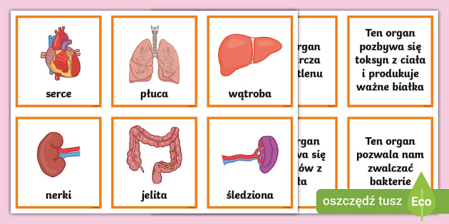 Anatomia Czlowieka Dla Dzieci Do Druku