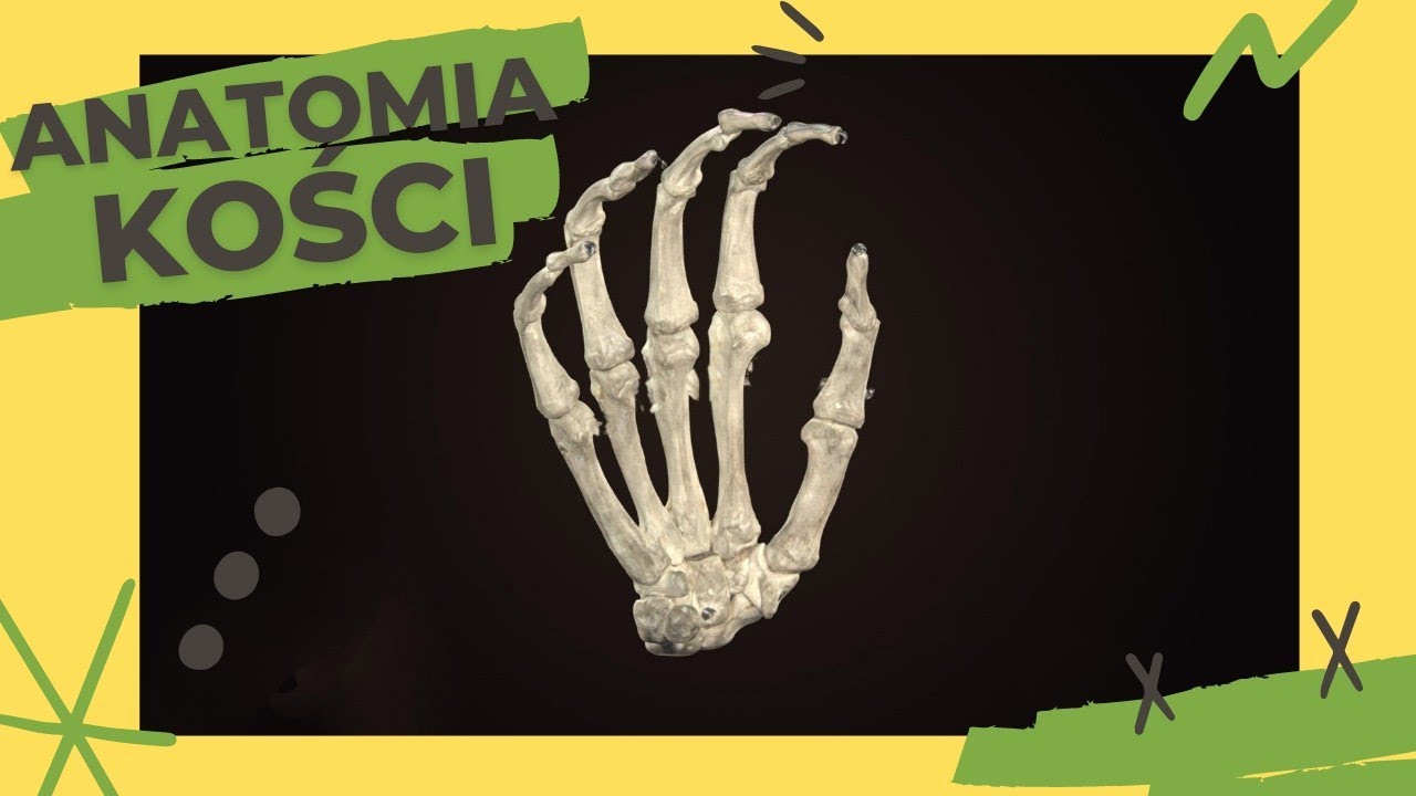 Anatomia kości #4 - Kości nadgarstka, Kości śródręcza, Kości palców Klinika Zdrowej Kosci Lodz Strzelcow Kaniowskich