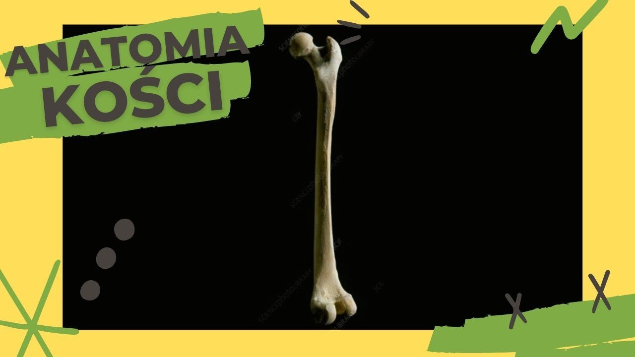 Martwica Głowy Kości Udowej U Dorosłych