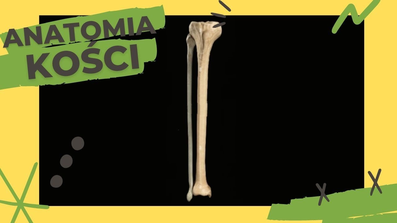 Anatomia kości #7 - Kość piszczelowa, Kość strzałkowa - YouTube Jak Długo Zrasta Się Kosc Jarzmowa