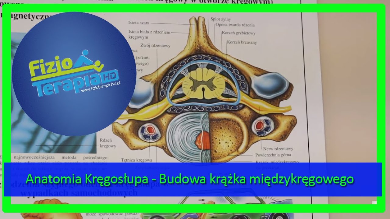 Anatomia Kręgosłupa - Budowa krążka międzykręgowego #5 FizjoTerapia HD Hipoplazja Tętnicy Mózgu Tylnej Prawej Leczenie