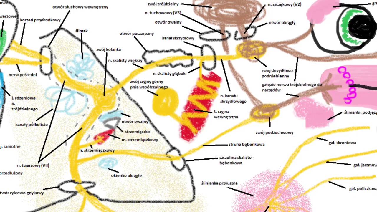 Anatomia - Nerw twarzowy (VII) - YouTube Konflikt Naczyniowo Nerwowy Nerwu Vii I Viii Objawy