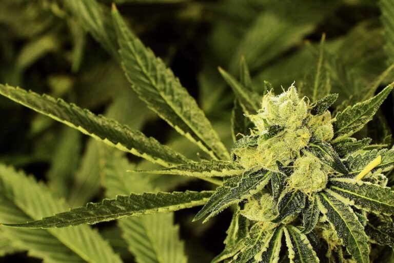 Anatomia Rośliny Konopi Indyjskiej | seeds.com.pl Substancja Uzalezniajaca W Konopi Indyjskiej