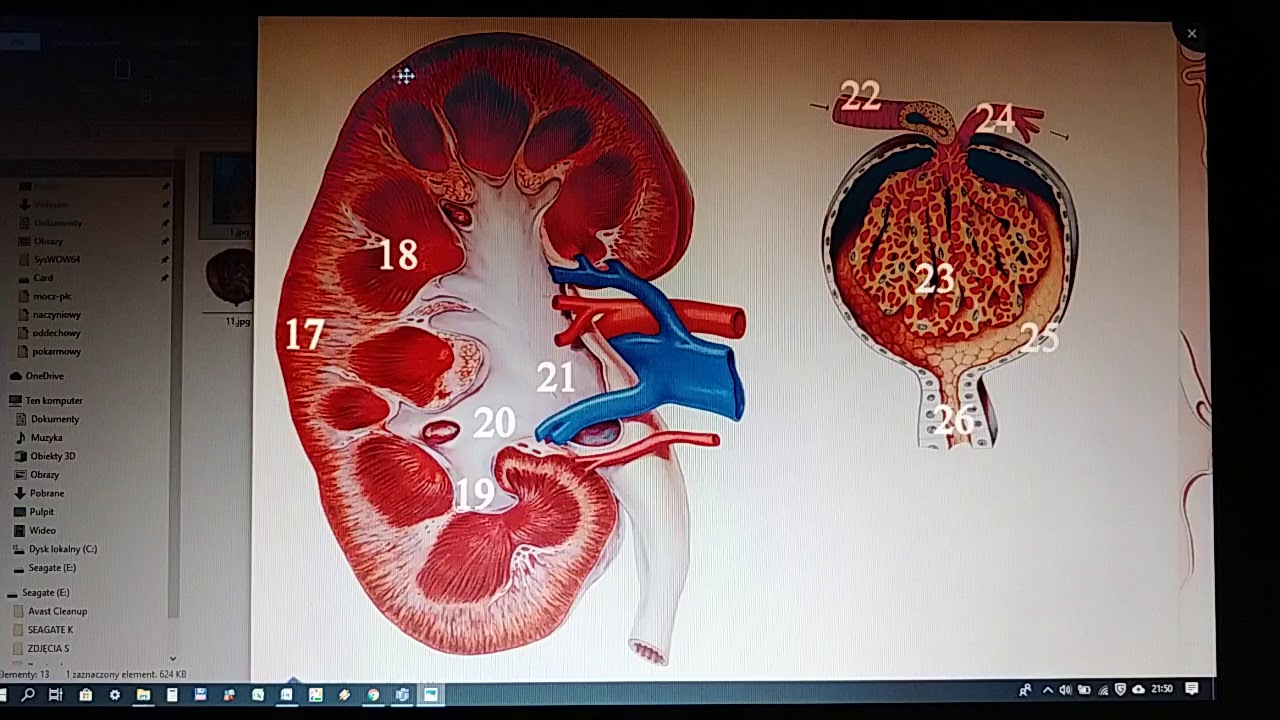 Skład Moczu Pierwotnego I Ostatecznego