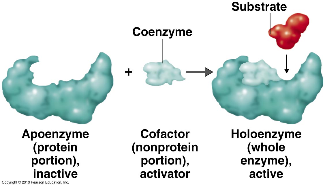 Anatomy and Physiology 12 - Mr. C's Math and Science Website Apoenzym Jest Bialkowa Czescia Enzymu