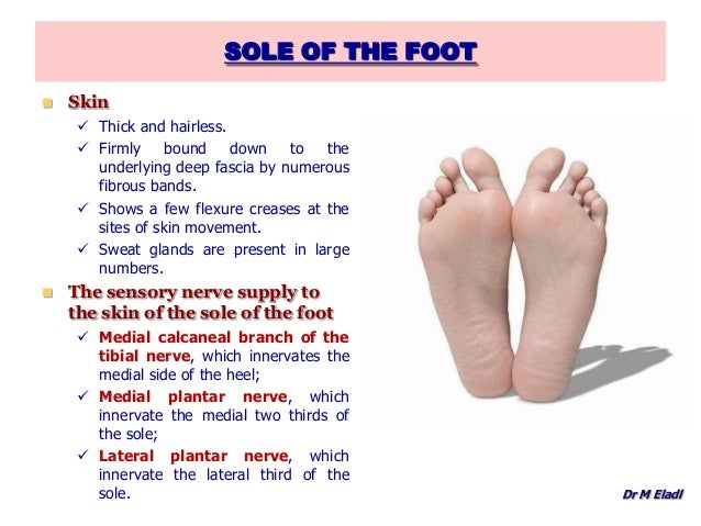 Plantar Creases Up The Entire Sole