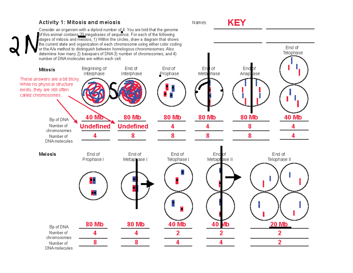 Student Exploration Human Karyotyping Gizmo Answer Key Pdf